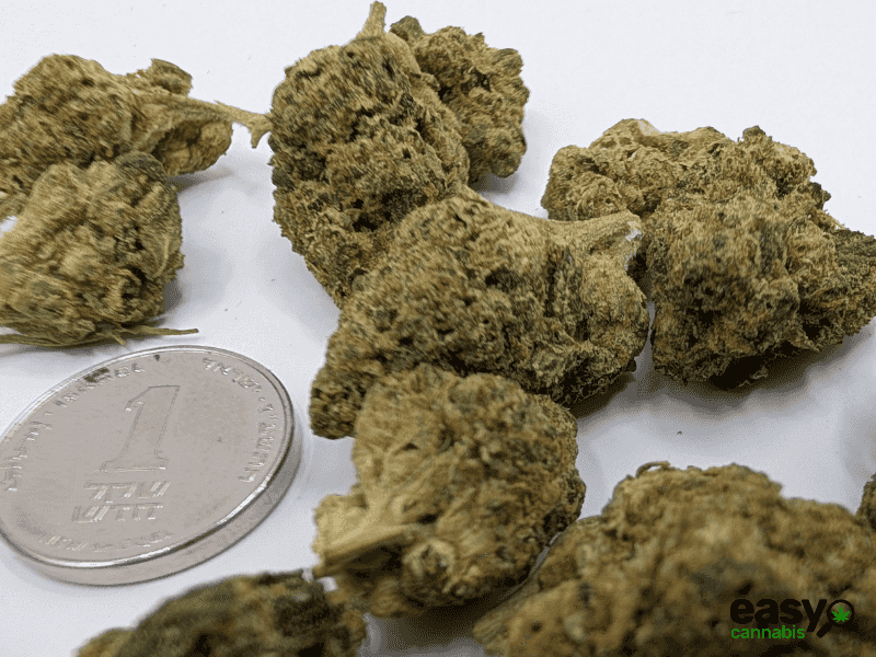 קנאביס רפואי תפרחת ג'.ו.נ.י #1 - T22/C4 - J‎.‎O‎.‎N‎.‎Y‎ ‎#‎1‎ באבל לילה - אינדיקה