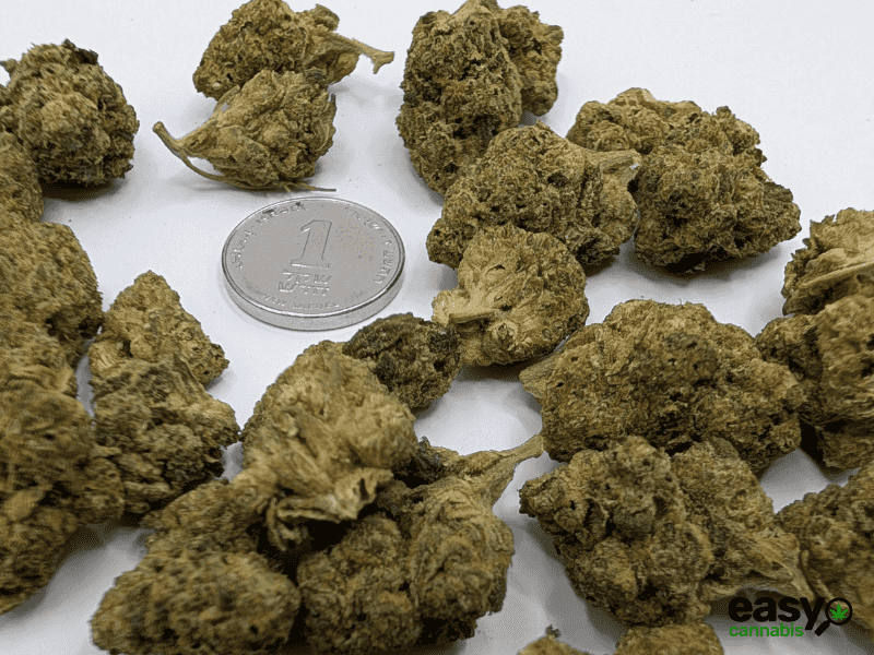 קנאביס רפואי תפרחת ג'.ו.נ.י #1 - T22/C4 - J‎.‎O‎.‎N‎.‎Y‎ ‎#‎1‎ באבל לילה - אינדיקה