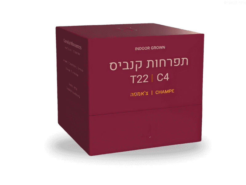 קנאביס רפואי תפרחת צ'אמפה - T22/C4 - Champe פיס נטורלס לילה - אינדיקה