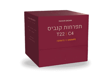 תפרחת צ'אמפה - T22/C4 - Champe