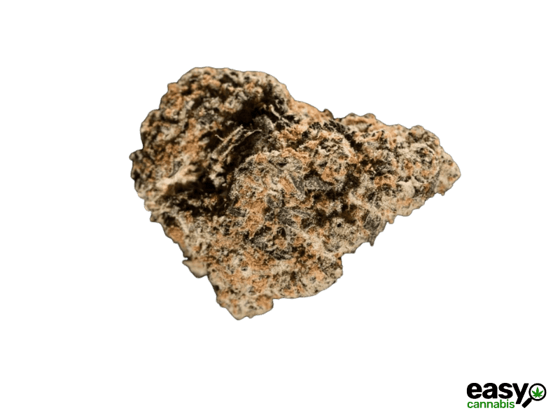 קנאביס רפואי תפרחת צ'אמפה - T22/C4 - Champe פיס נטורלס לילה - אינדיקה