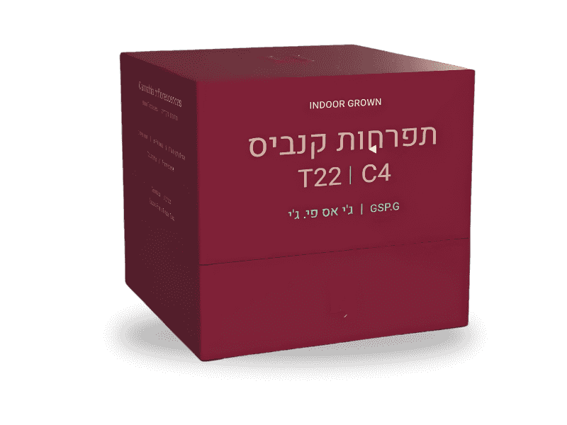 קנאביס רפואי תפרחת ג'י אס פי.ג'י - T22/C4 - GSP.G פיס נטורלס יום\לילה - היברידי