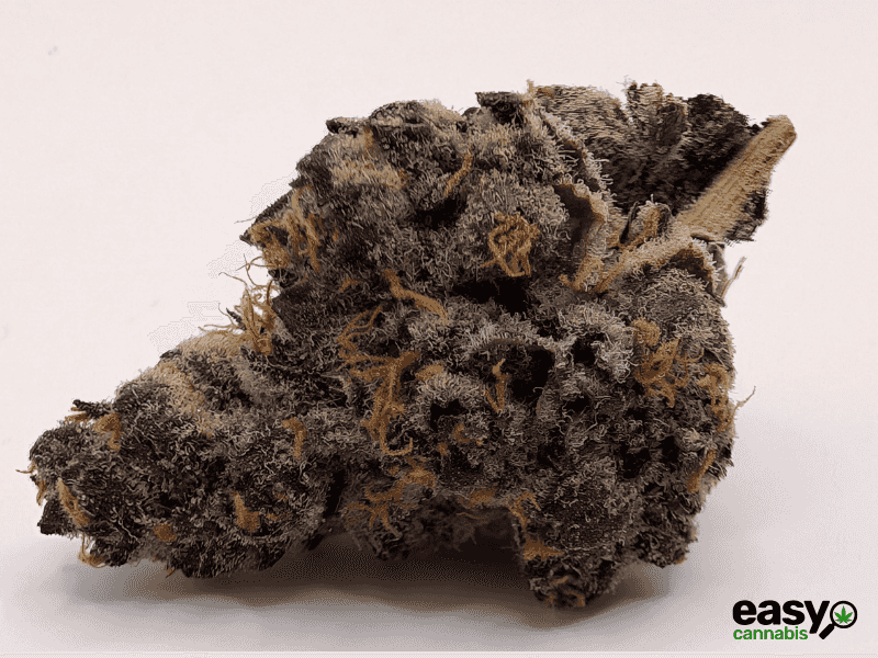 קנאביס רפואי תפרחת טי סי  (TC) - T22/C4 - TC טריכום יום - סאטיבה