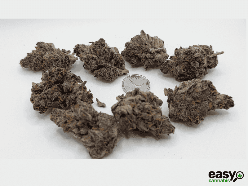 קנאביס רפואי תפרחת טי סי  (TC) - T22/C4 - TC טריכום יום - סאטיבה