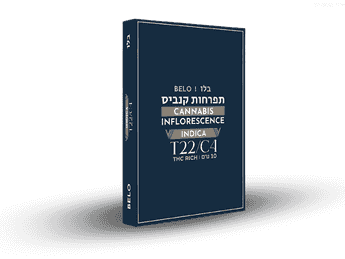 תפרחת בלו - T22/C4 - Belo
