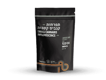תפרחת לימפופו מיני - T22/C4 - Limpopo Mini