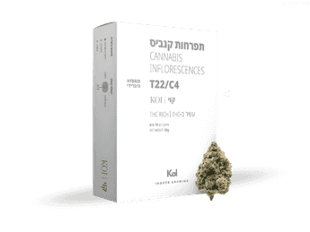תפרחת קוי - T22/C4 - Koi