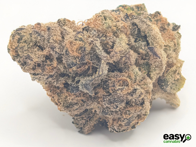 קנאביס רפואי תפרחת ריינ.בו פי - T22/C4 - Rain.bo P איי.אמ.סי יום - סאטיבה