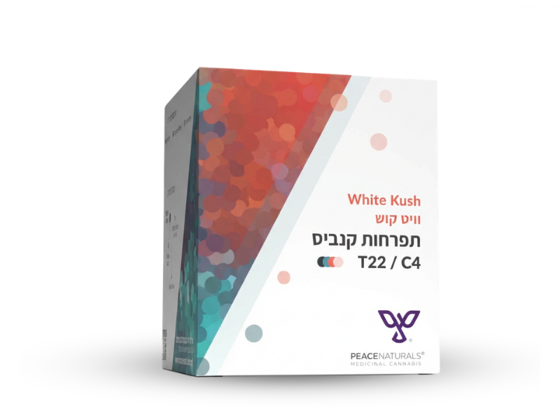 קנאביס רפואי תפרחת ווייט קוש - T22/C4 - White Kush קרונוס לילה - אינדיקה