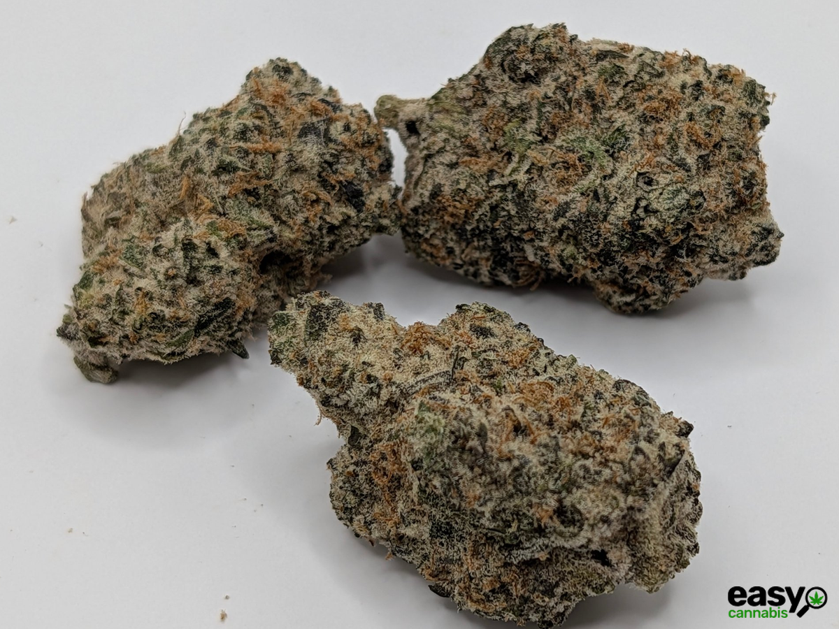 קנאביס רפואי תפרחת די 202 - T22/C4 - D-202 שיח מדיקל לילה - אינדיקה