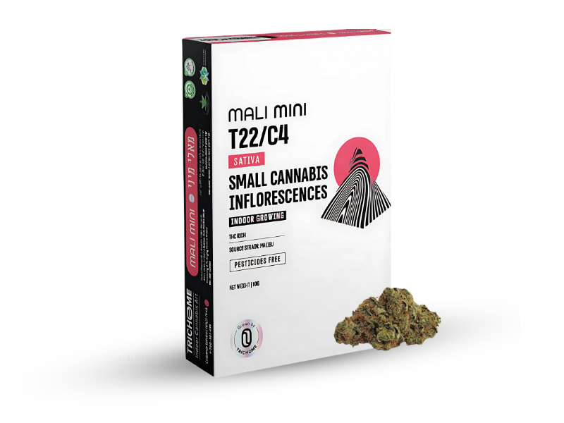 קנאביס רפואי תפרחת מאלי מיני - T22/C4 - ‎Mali Mini טריכום יום - סאטיבה