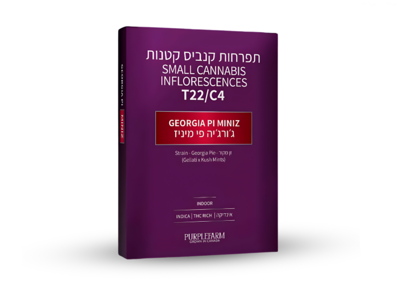קנאביס רפואי תפרחת ג'ורג'יה פי מיניז  - T22/C4 - Georgia Pi Miniz קנדוק לילה - אינדיקה