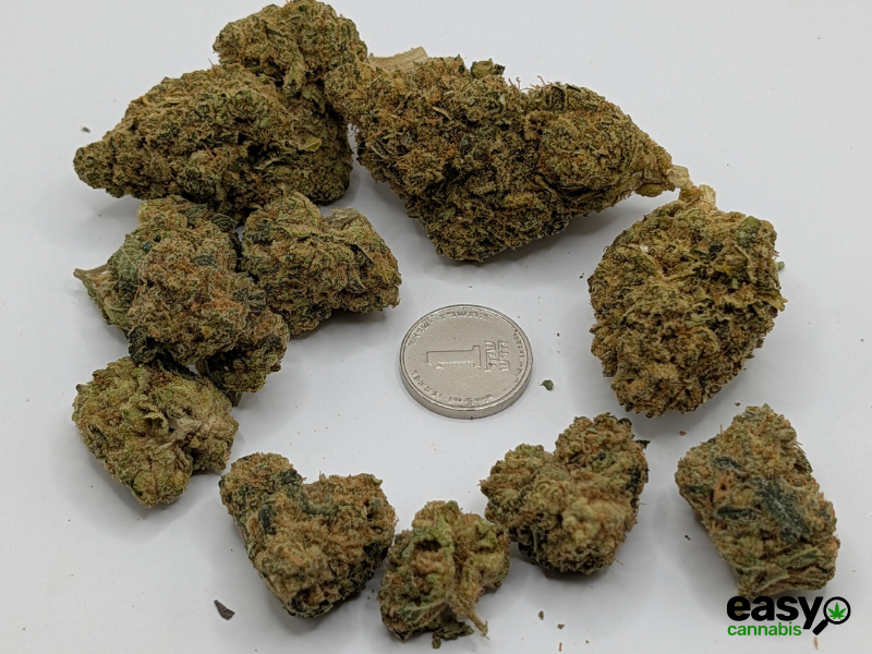 קנאביס רפואי תפרחת דון קוש - T22/C4 - DON KUSH איי.אמ.סי לילה - אינדיקה