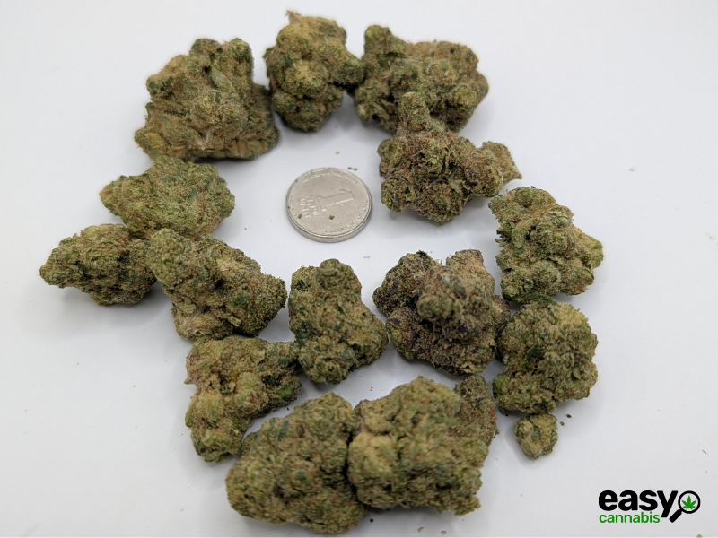 קנאביס רפואי תפרחת פאט יו - T22/C4 - Fat.U שיח מדיקל יום - סאטיבה