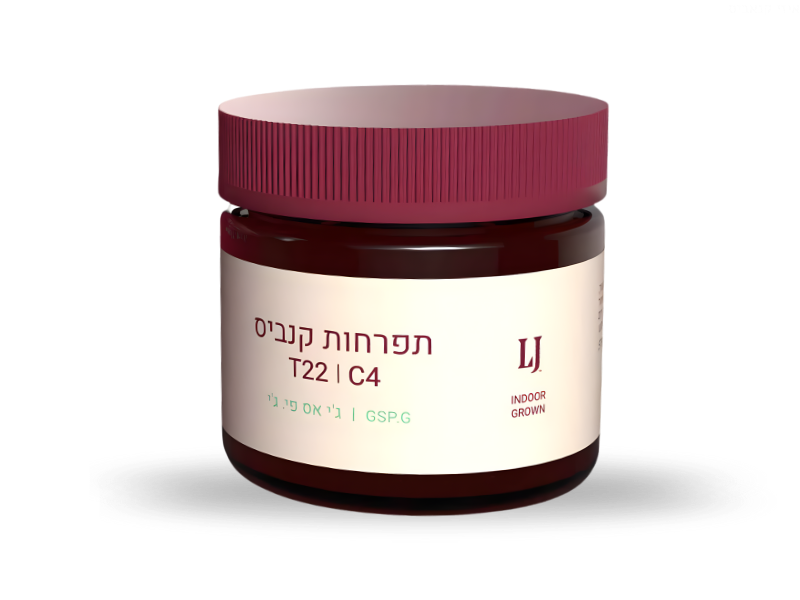 קנאביס רפואי תפרחת ג'י אס פי.ג'י - T22/C4 - GSP.G קרונוס יום\לילה - היברידי