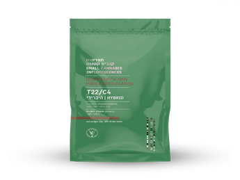 תפרחת פלנטה צ'יקו מיני - T22/C4 - Planta Chico Mini