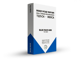 תפרחת בלו פאבה מיני - T22/C4 - Blue Pave Mini