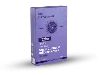 תפרחת פרפל קלובר מיני - T22/C4 - Purple Clover Mini