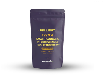 תפרחת ל.מנטז מיני  - T22/C4 - L.MNTZ Mini