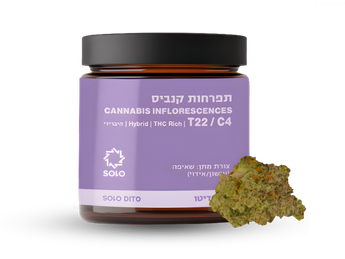 תפרחת סולו דיטו - T22/C4 - SOLO Dito