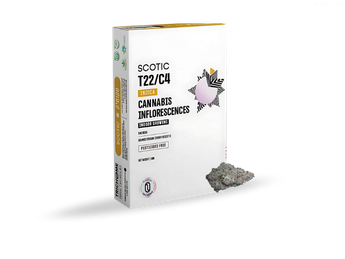תפרחת סקוטיק - T22/C4 - Scotic