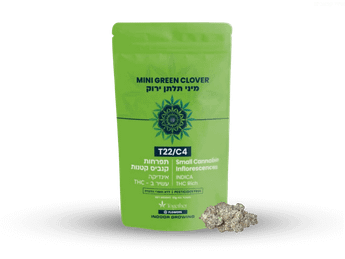 תפרחת גרין קלובר מיני - T22/C4 - Mini Green Clover
