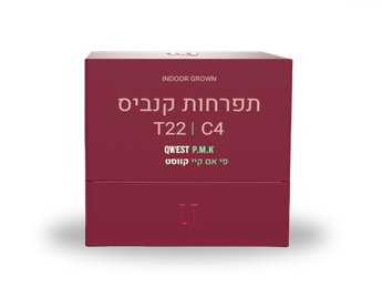 תפרחת קווסט פי אם קיי - T22/C4 - Qwest PMK