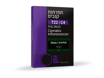 תפרחת אולאיס - T22/C4 - Olais