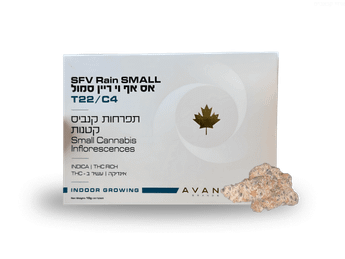 תפרחת אס אף וי ריין סמול - T22/C4 - SFV Rain Small