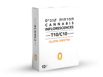 תפרחת אליפסה - T10/C10 - Ellipse