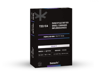 תפרחת פרפל דידי מיני - T22/C4 - Purple DD Mini