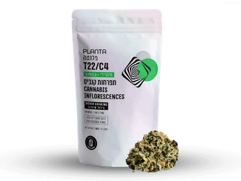 תפרחת פלנטה - T22/C4 - Planta