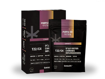 תפרחת פרפל דידי - T22/C4 - Purple DD