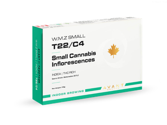 תפרחת דאבליו.אם.זי סמול - T22/C4 - W.M.Z Small