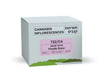 תפרחת פרפל סנואו - T22/C4 - Purple Snow