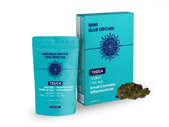 תפרחת בלו אורכיד מיני  - T22/C4 - Blue Orchid Mini
