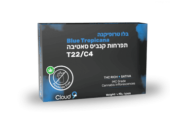 תפרחת בלו טרופיקנה - T22/C4 - Blue Tropicana