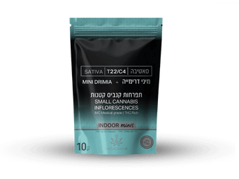 תפרחת מיני דרימייה - T22/C4 - Drimia Mini
