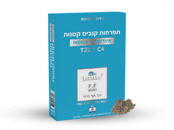 תפרחת  אף.אף מיני - T22/C4 - F.F