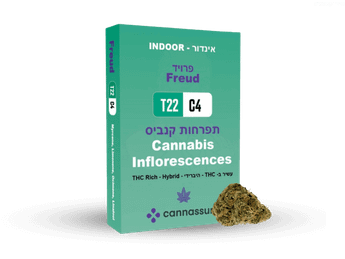 תפרחת פרויד - T22/C4 - Freud