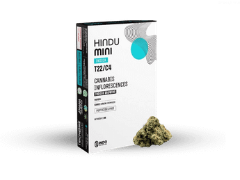 תפרחת הינדו מיני - T22/C4 - Hindu Mini