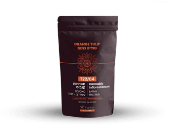 תפרחת טוליפ כתום - T22/C4 - Orange Tulip