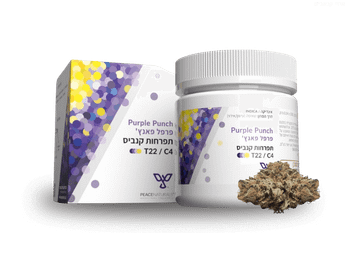 תפרחת פרפל פאנץ' - T22/C4 - Purple Punch