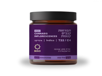 תפרחת סולו קונס מיני - T22/C4 - SOLO Koons Mini