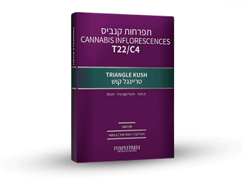 תפרחת טריינגל קוש - T22/C4 - Triangle Kush