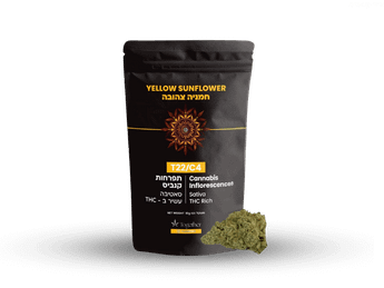 תפרחת ילו סאנפלאוור - T22/C4 - Yellow Sunflower