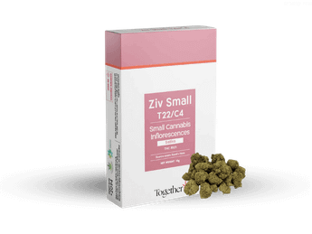תפרחת זיו סמול - T22/C4 - Ziv Small