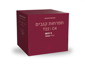 תפרחת דבליו קווסט - T22/C4 - Qwest W