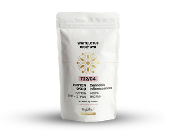 תפרחת וויט לוטוס - T22/C4 - White Lotus