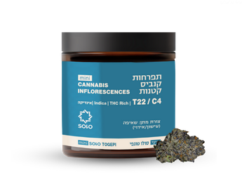 תפרחת סולו טוגפי מיני - T22/C4 - Togepi Mini